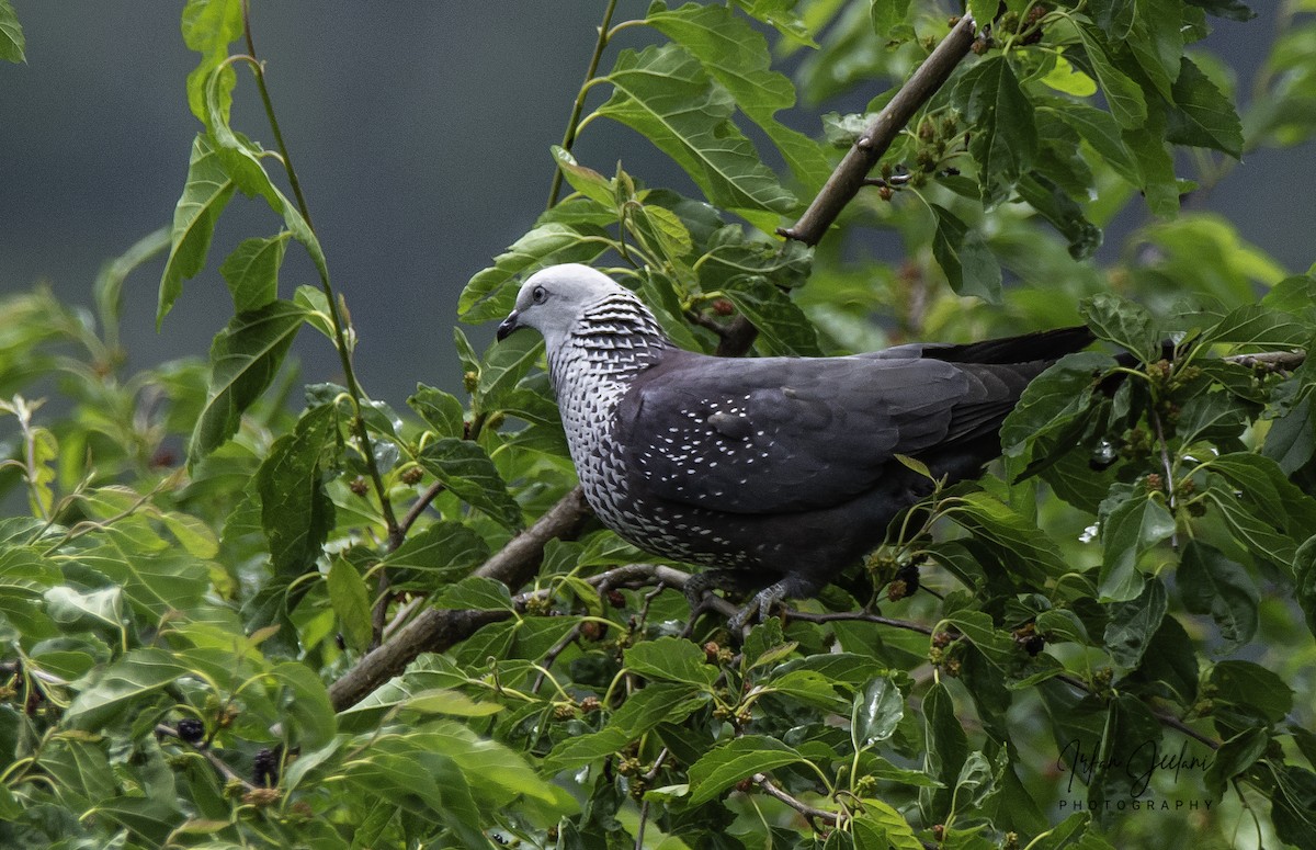 Speckled Wood-Pigeon - ML243034141