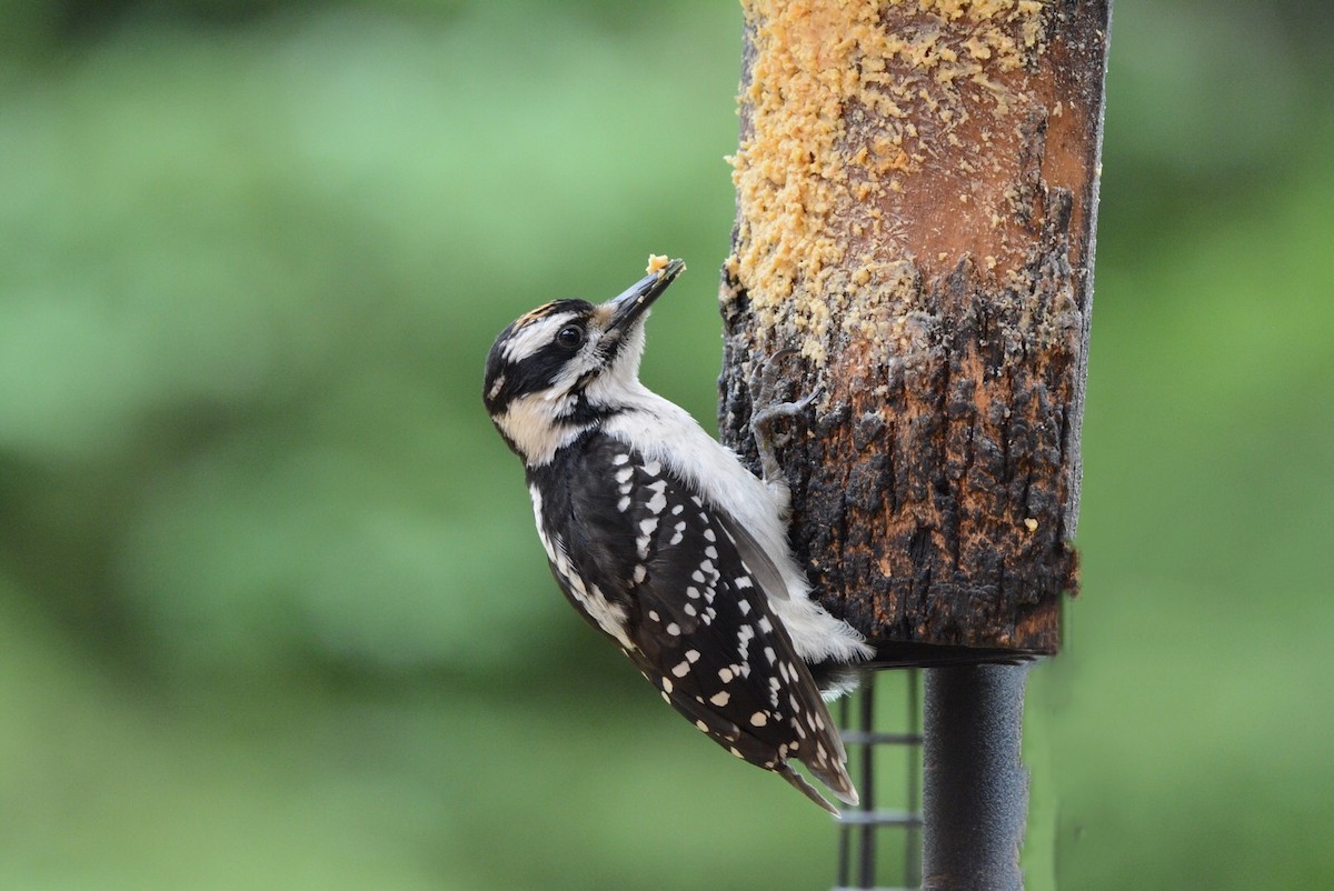 Hairy Woodpecker - Nancy Castillo