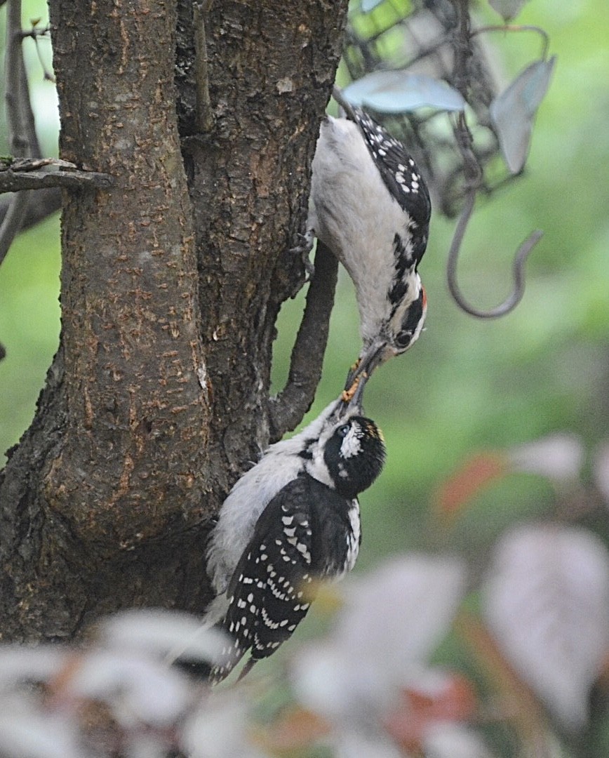 Hairy Woodpecker - ML243034661