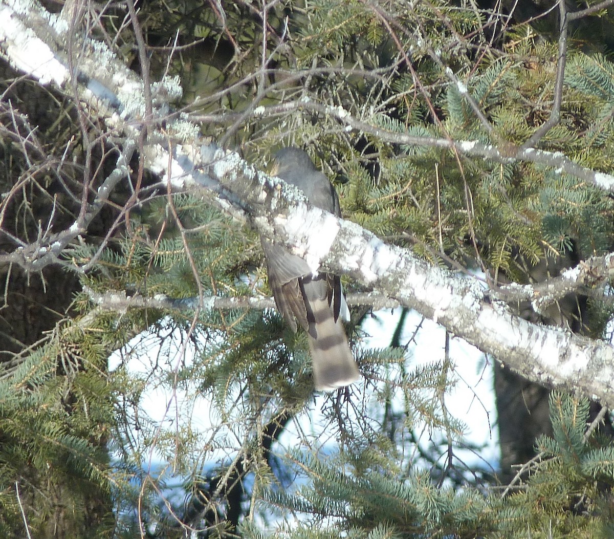 Sharp-shinned Hawk - ML24303531