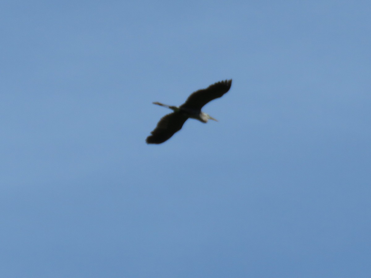 Great Blue Heron - ML243035661