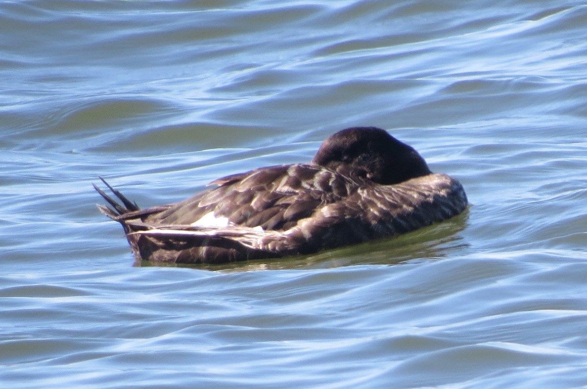 White-winged Scoter - ML243036711