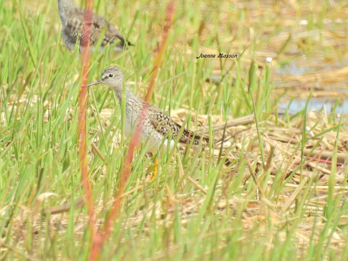 Lesser Yellowlegs - ML243037891