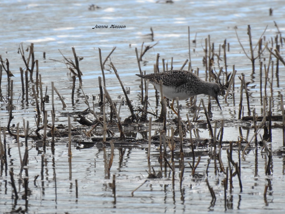 Lesser Yellowlegs - ML243037901