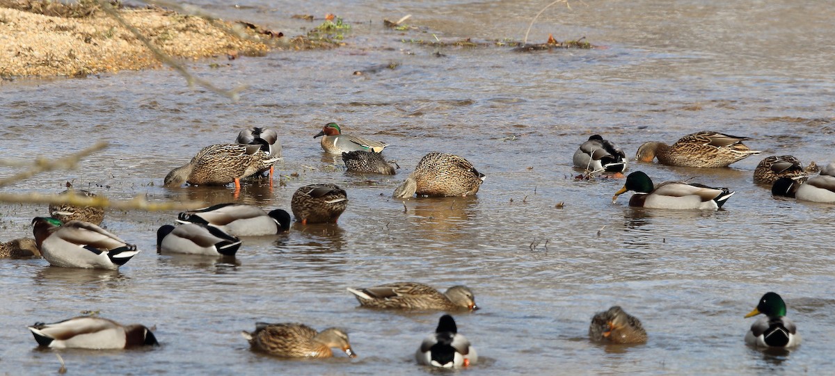 Green-winged Teal (American) - ML24303821