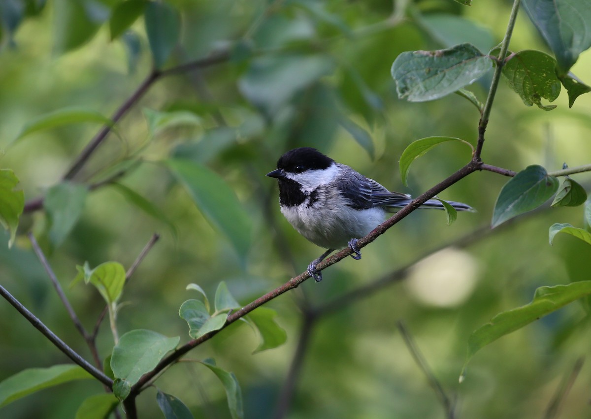 Mésange à tête noire - ML243038451