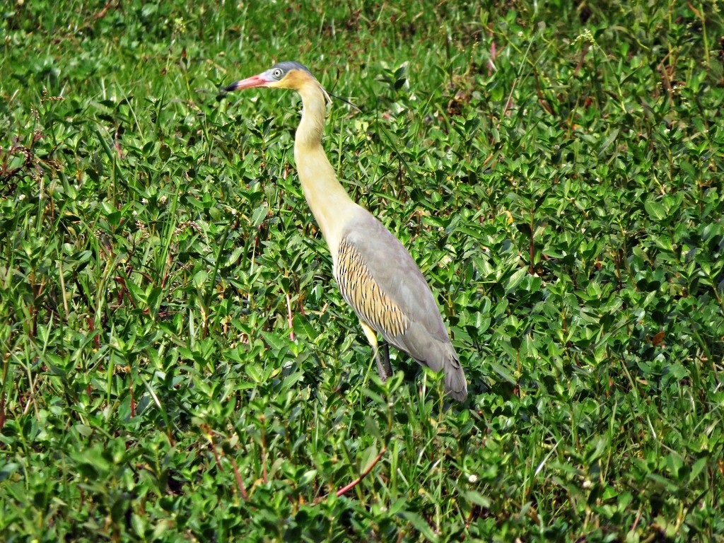 Whistling Heron - ML243038981