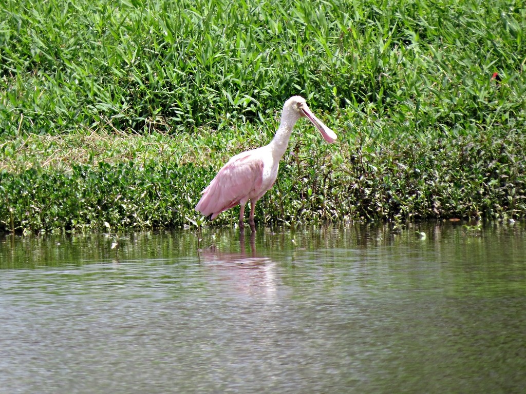 Roseate Spoonbill - ML243039801