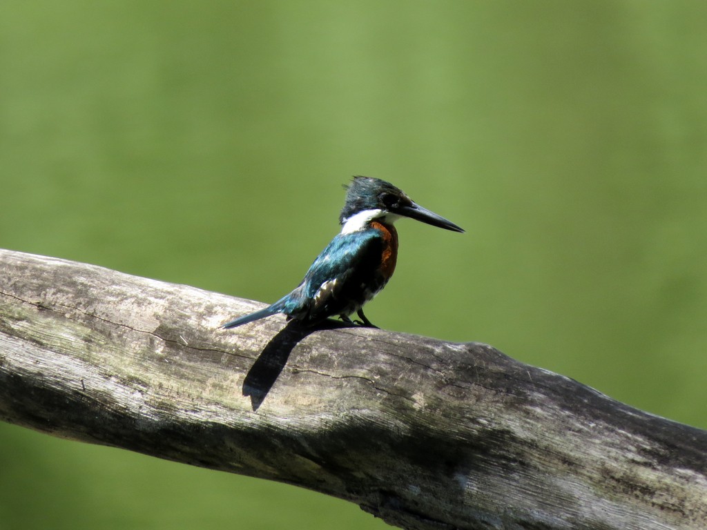 Green Kingfisher - Fábio Toledo das Dores