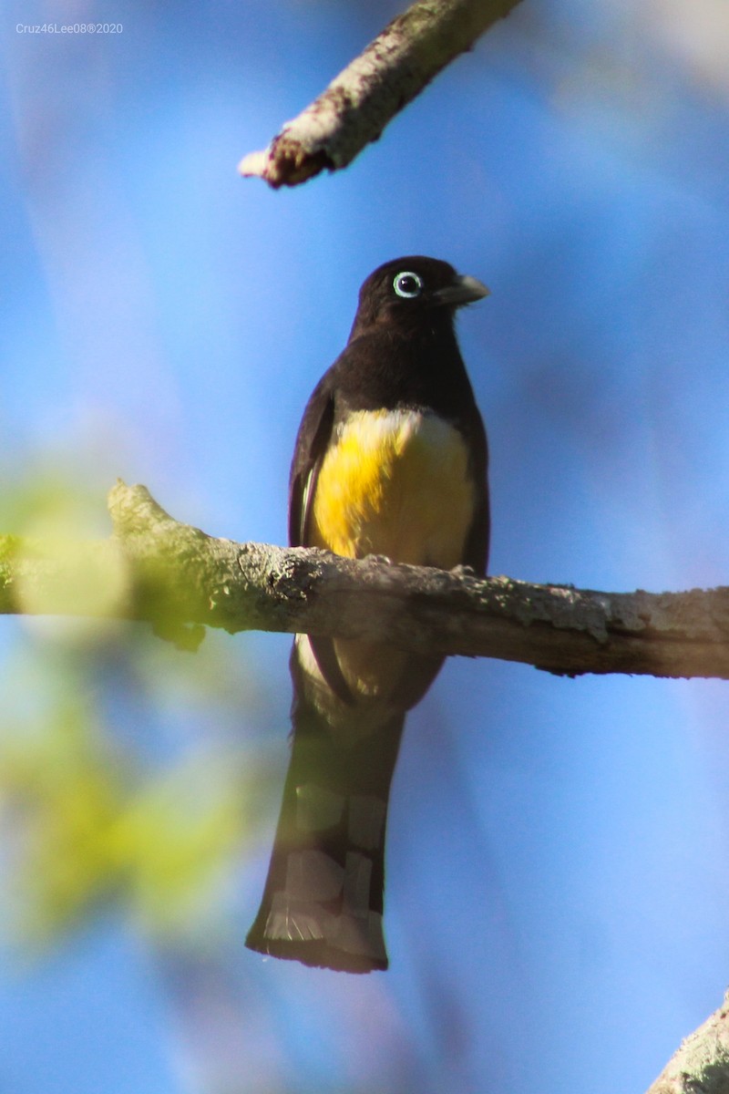 Kara Başlı Trogon - ML243042911