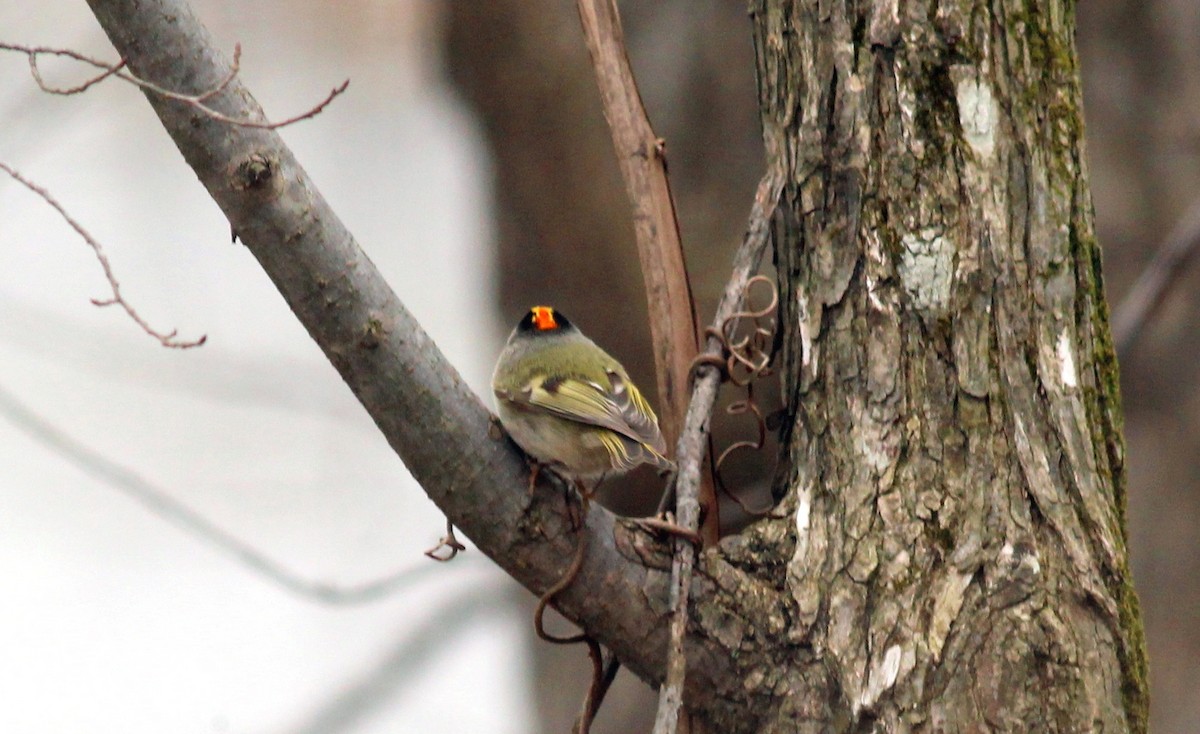 Golden-crowned Kinglet - Mary Coker