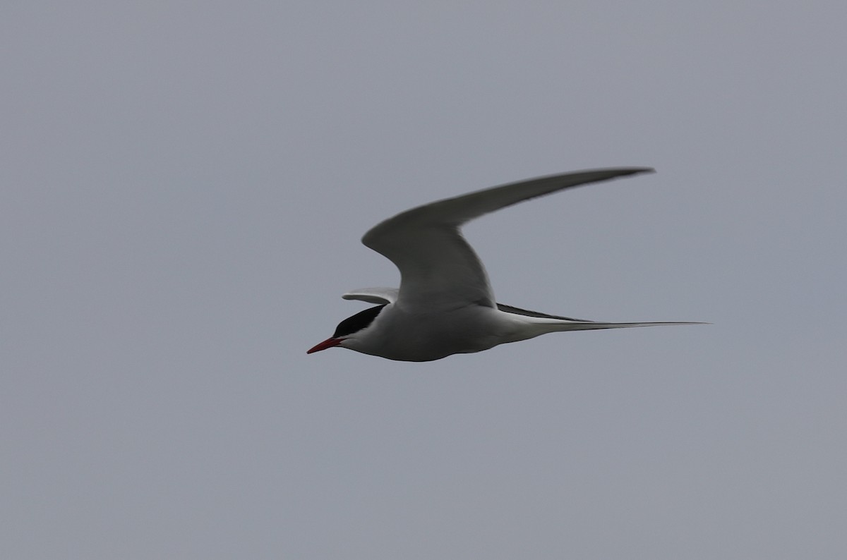 Arctic Tern - ML243045521