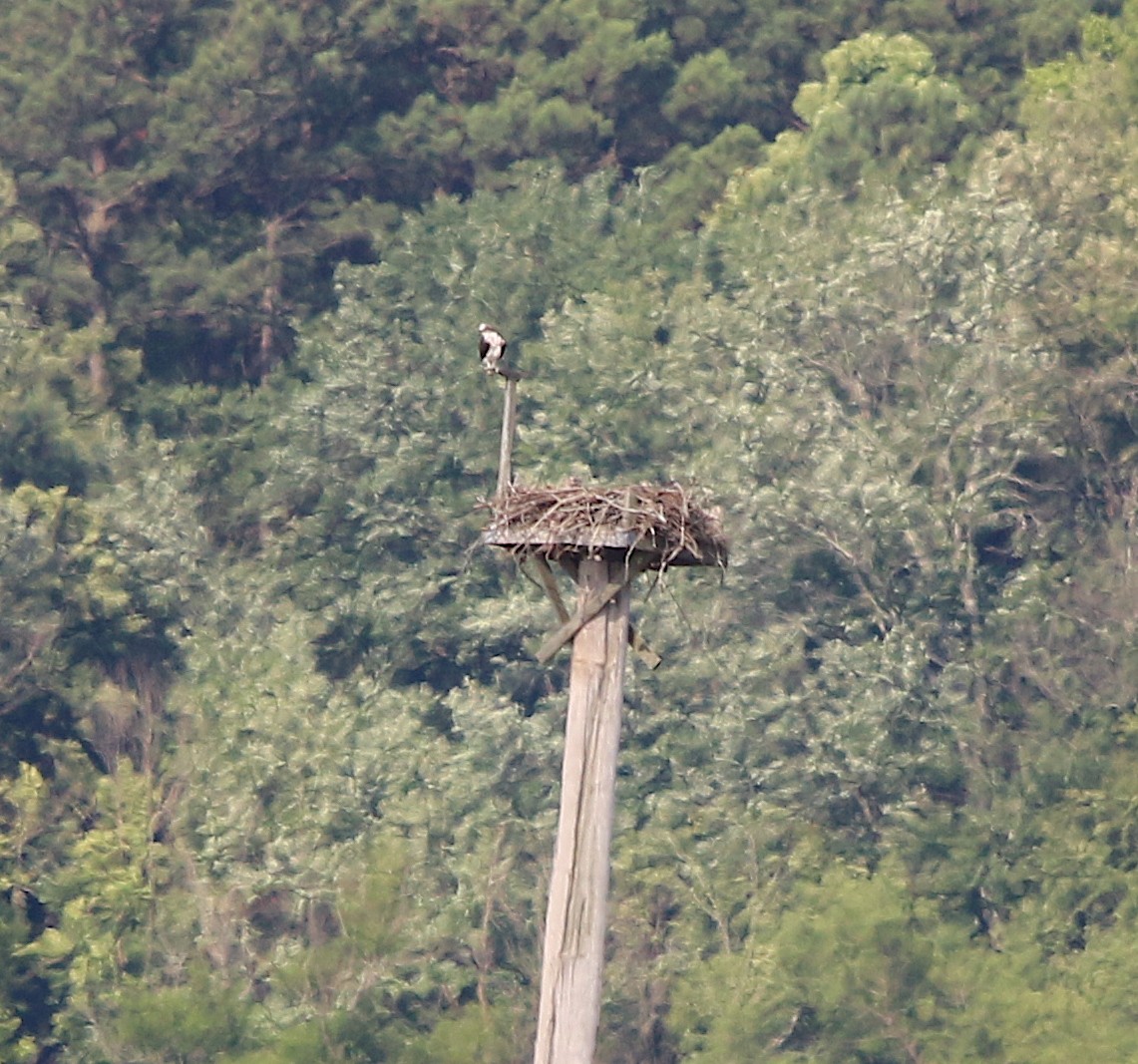 Osprey - Lori White