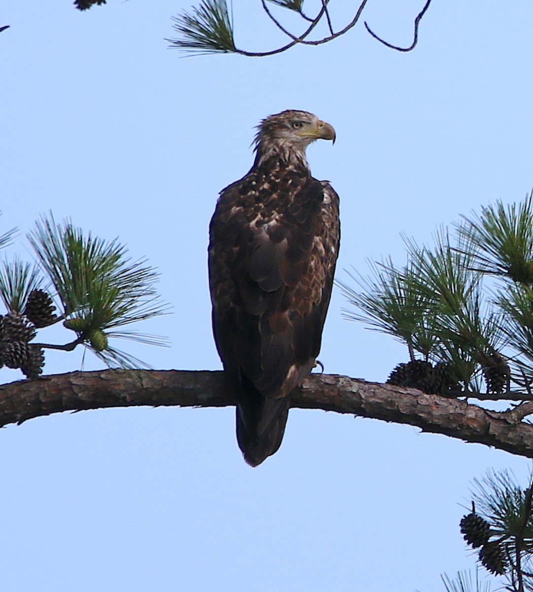 Bald Eagle - Lori White