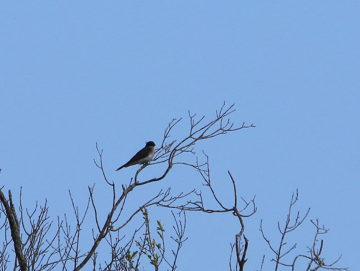 Eastern Kingbird - ML243046631