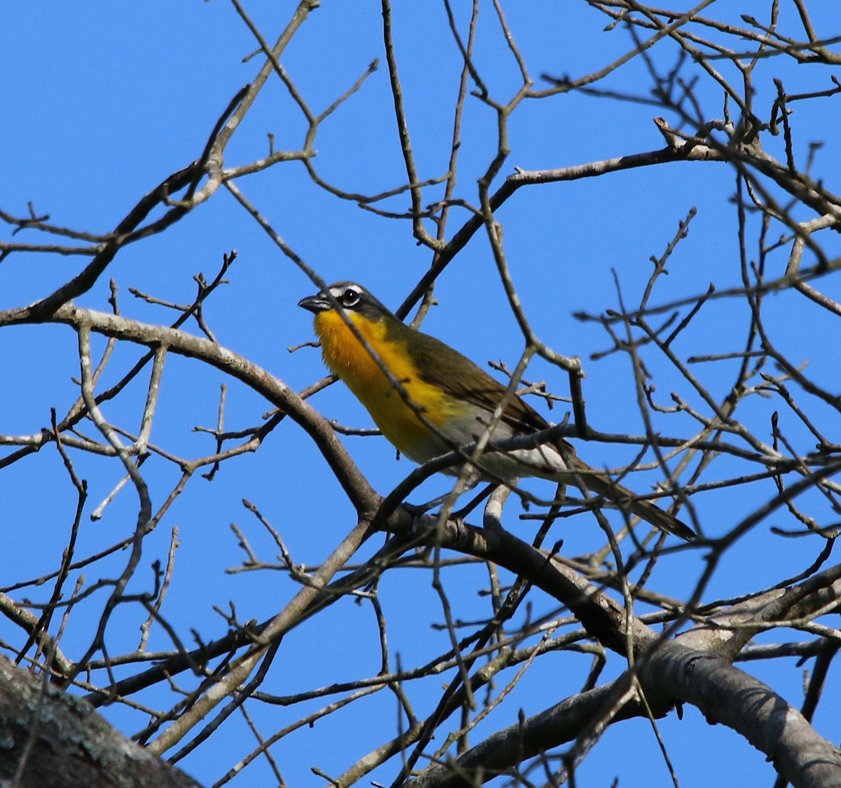 Yellow-breasted Chat - Lori White