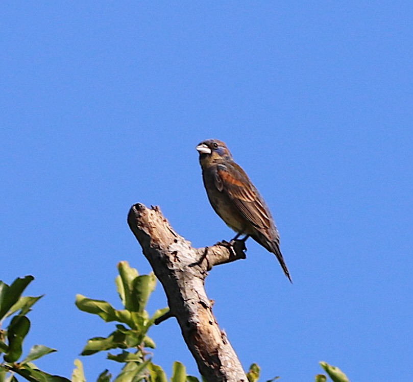 Blue Grosbeak - ML243046911