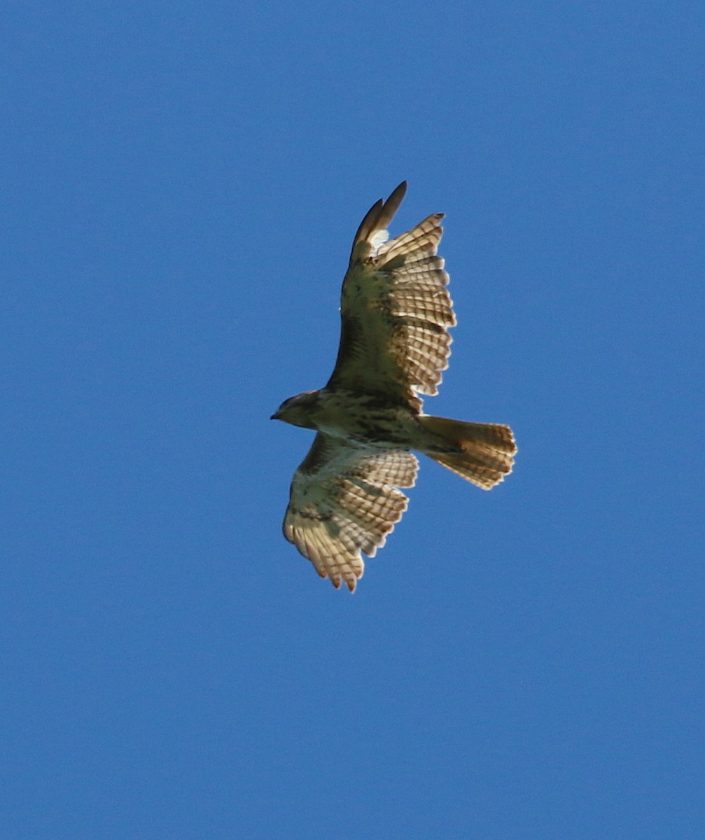 Red-tailed Hawk - ML243047661