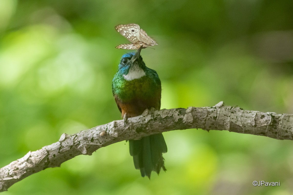 Green-tailed Jacamar - J Pavani (Birding Roraima)