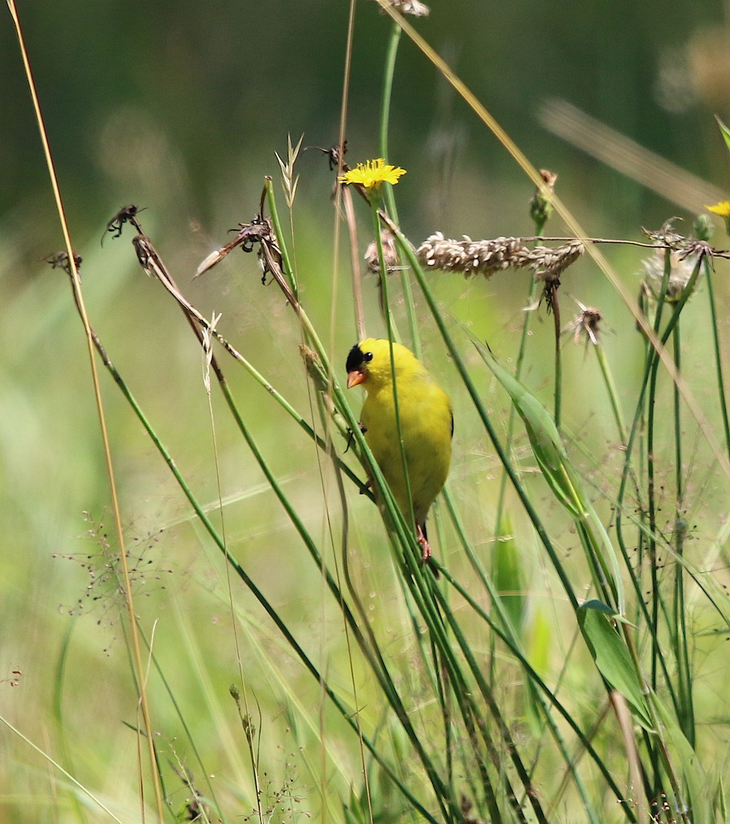 American Goldfinch - ML243048111