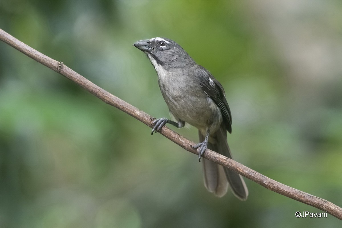 Olive-gray Saltator - J Pavani (Birding Roraima)