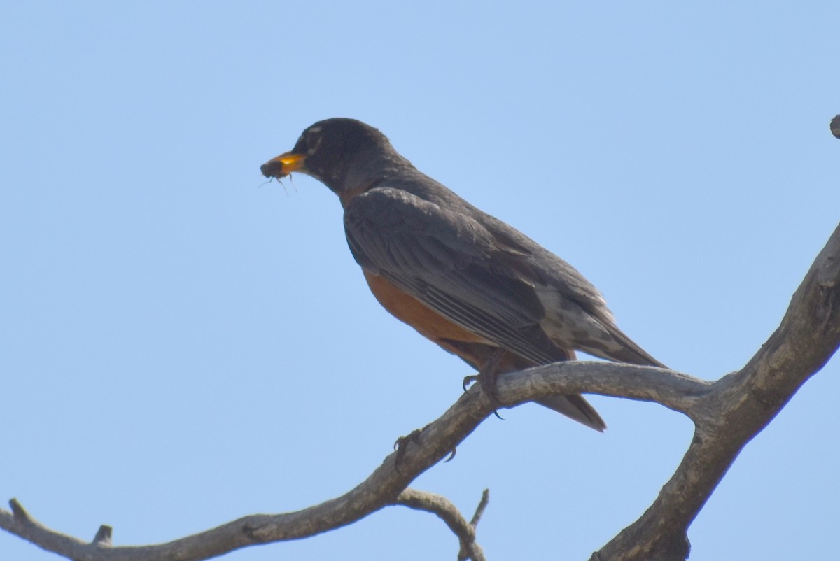 American Robin - ML243048991
