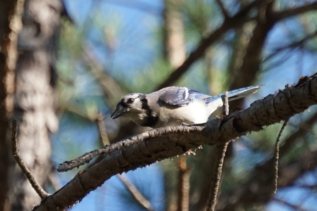 Blue Jay - ML243049211