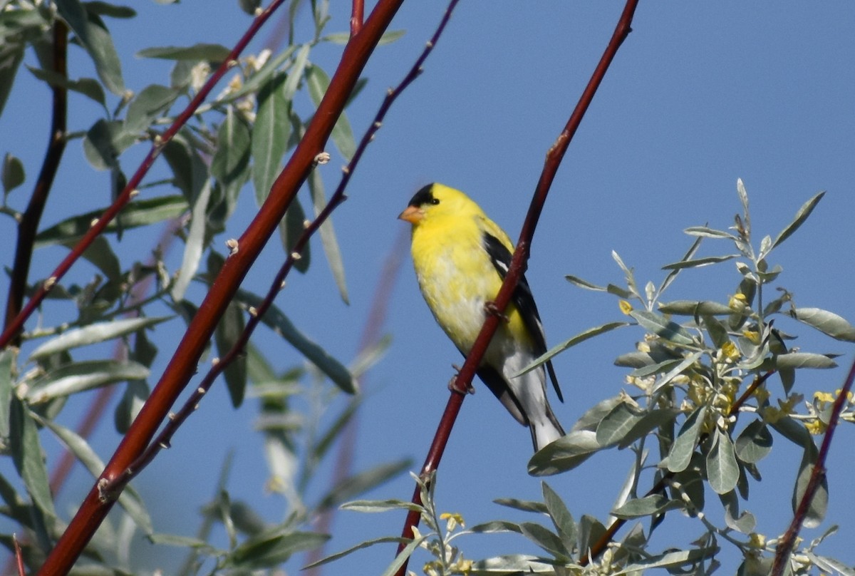 American Goldfinch - ML243049311