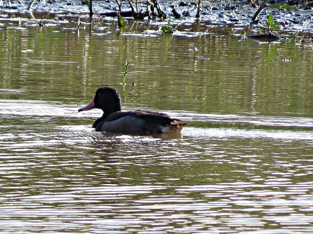 Rosy-billed Pochard - ML243049381