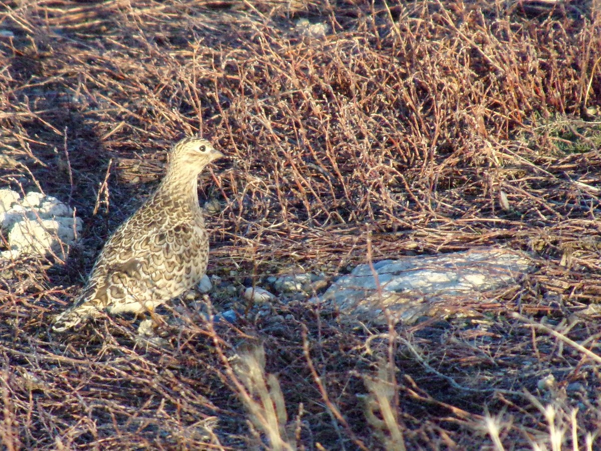 Least Seedsnipe - ML243049591