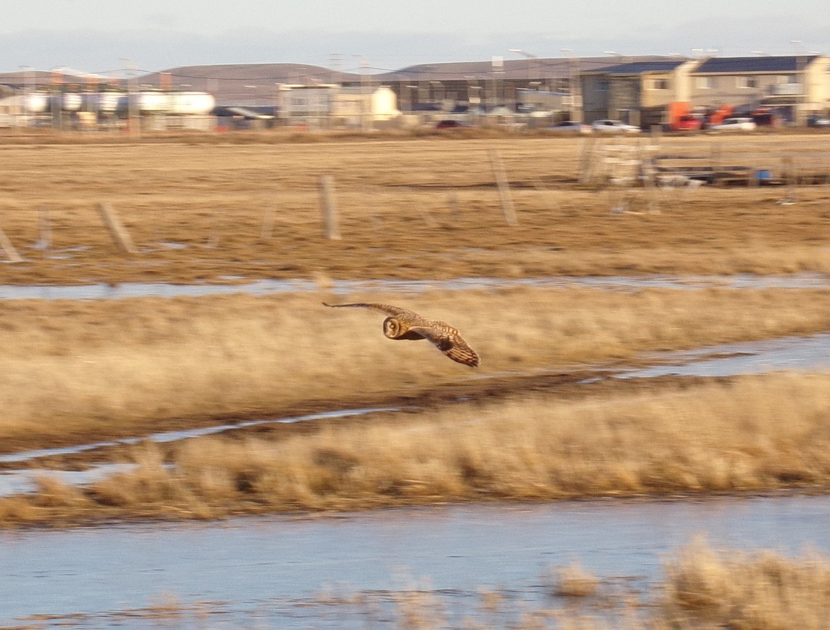 Short-eared Owl - ML243049691