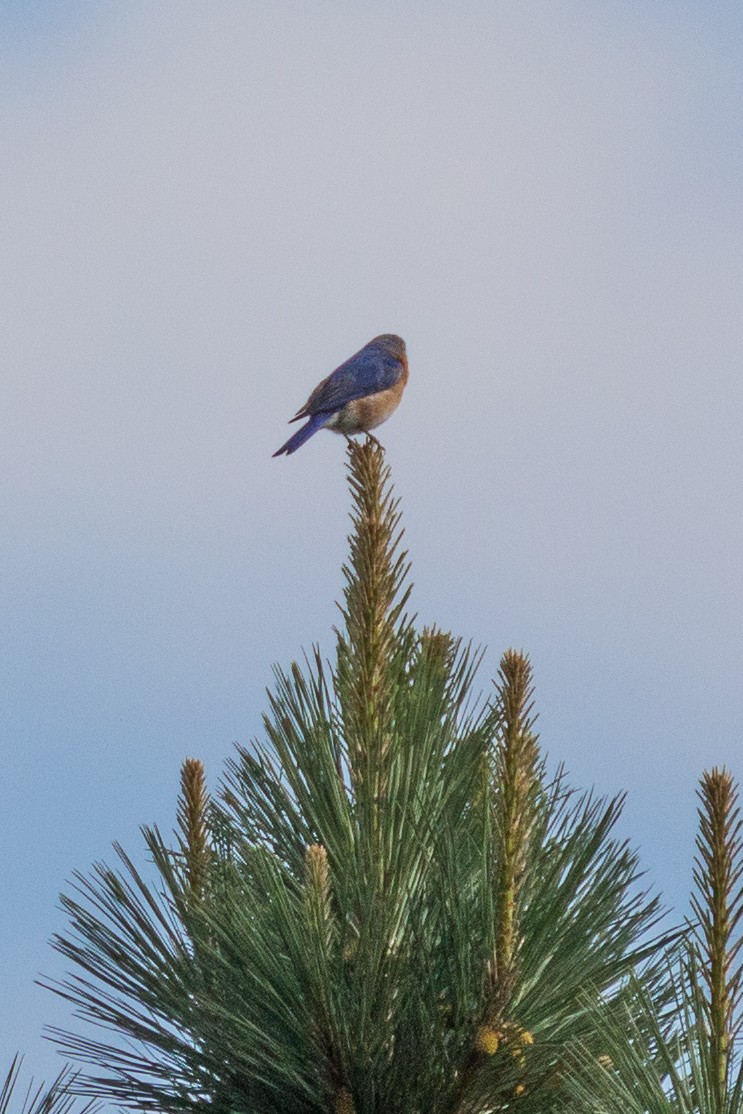 Eastern Bluebird - ML243050311
