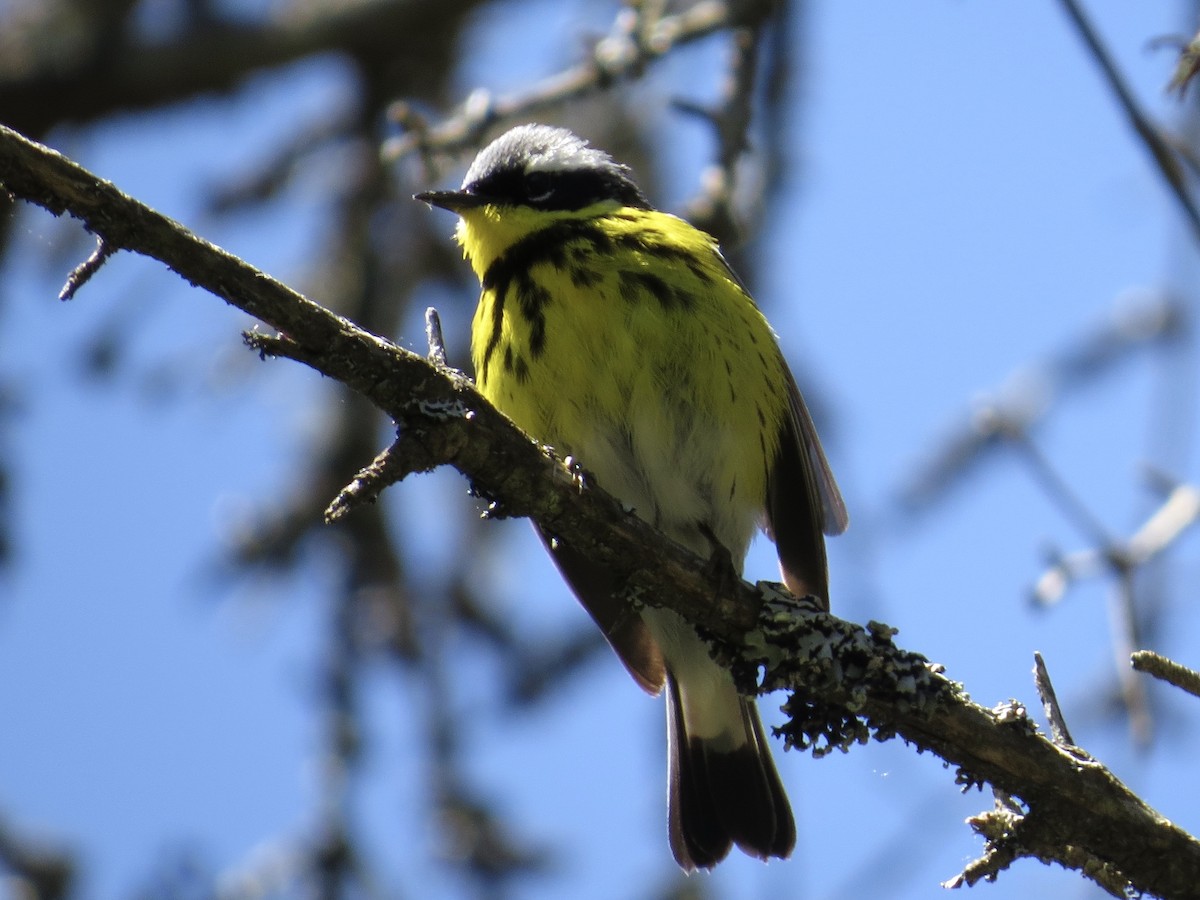 Magnolia Warbler - ML243050331