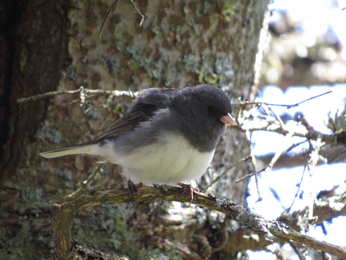 vinterjunko (hyemalis/carolinensis) - ML243050381