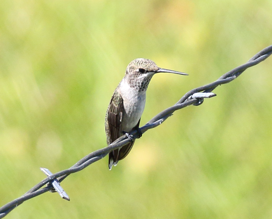 Ruby-throated Hummingbird - ML243050901