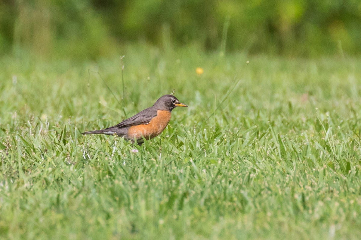 American Robin - ML243050911