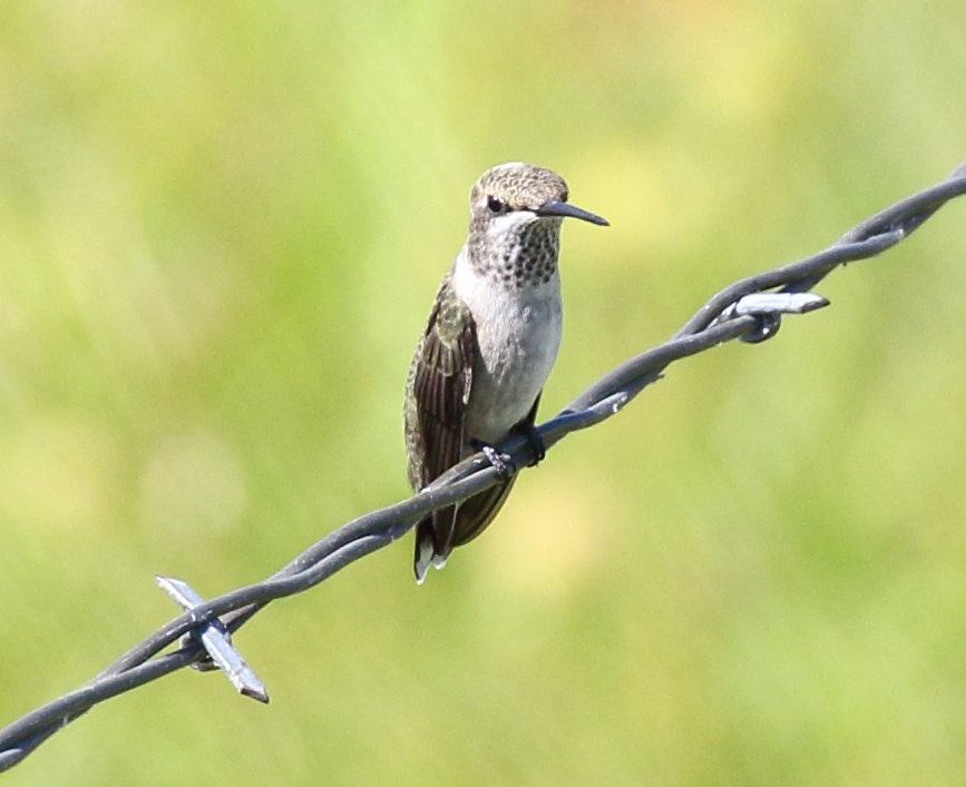 Ruby-throated Hummingbird - ML243050941