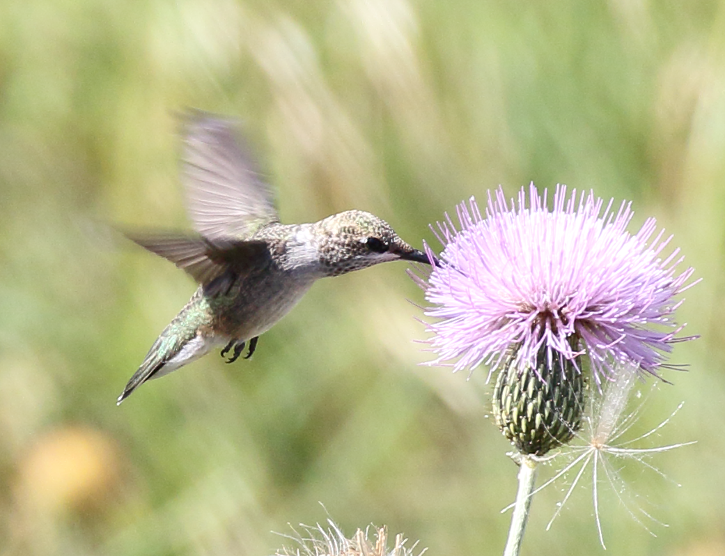 Ruby-throated Hummingbird - ML243050971
