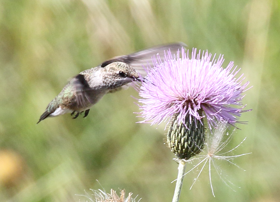 Ruby-throated Hummingbird - ML243051011