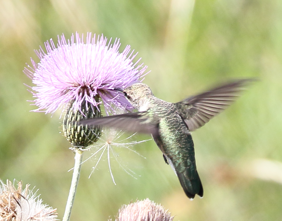 Ruby-throated Hummingbird - ML243051031