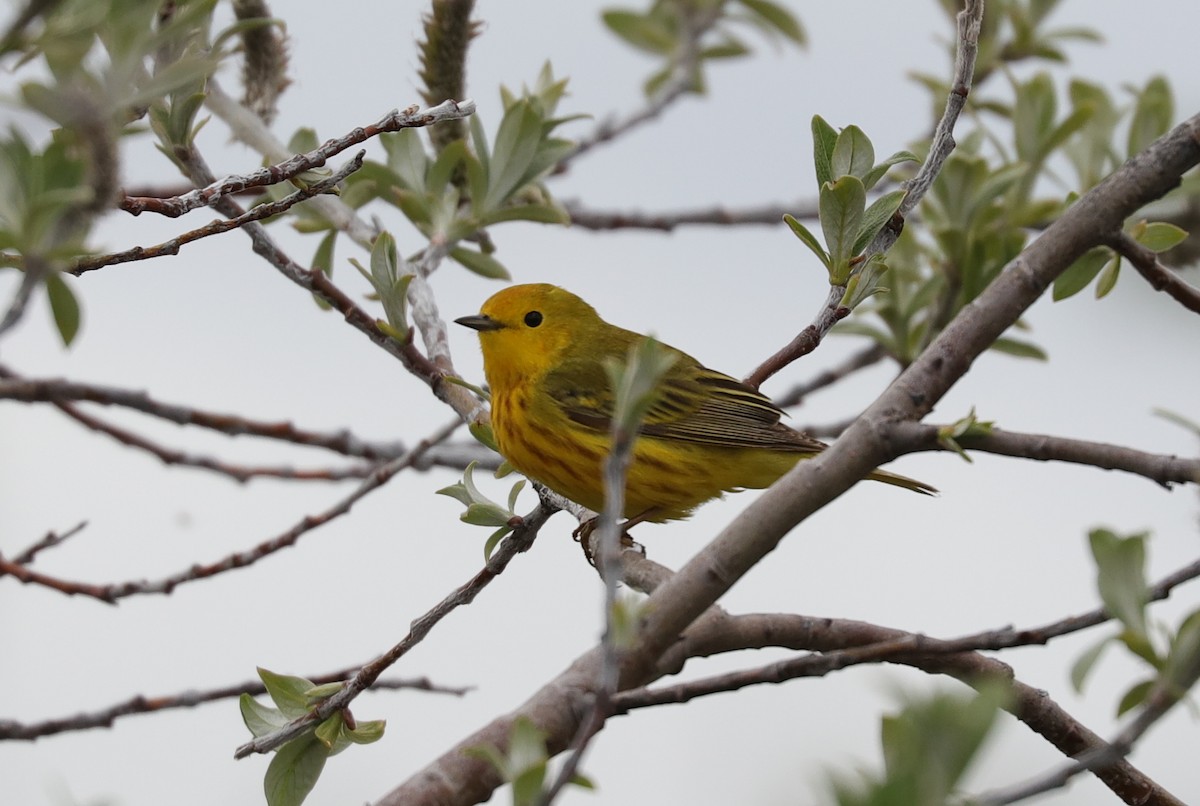 Paruline jaune - ML243051141