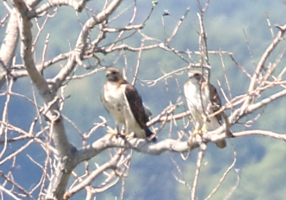 Red-tailed Hawk - ML243051181