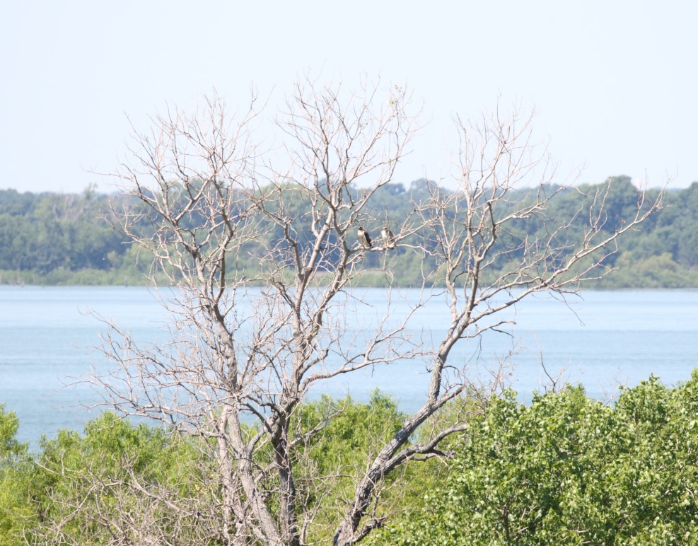 Red-tailed Hawk - ML243051261
