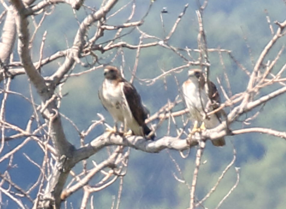 Red-tailed Hawk - ML243051271