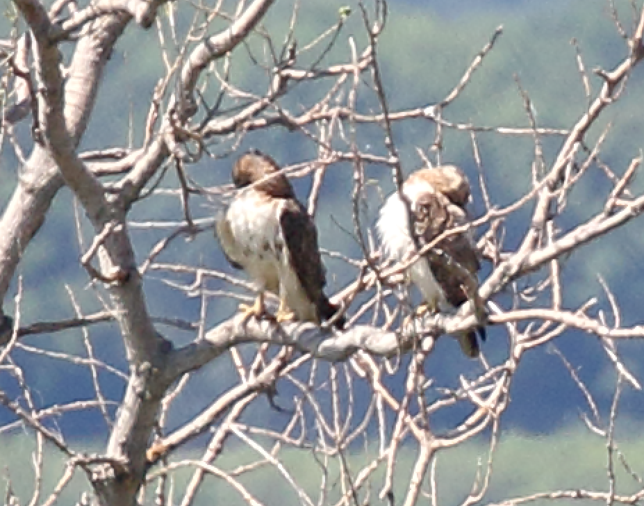 Red-tailed Hawk - ML243051291