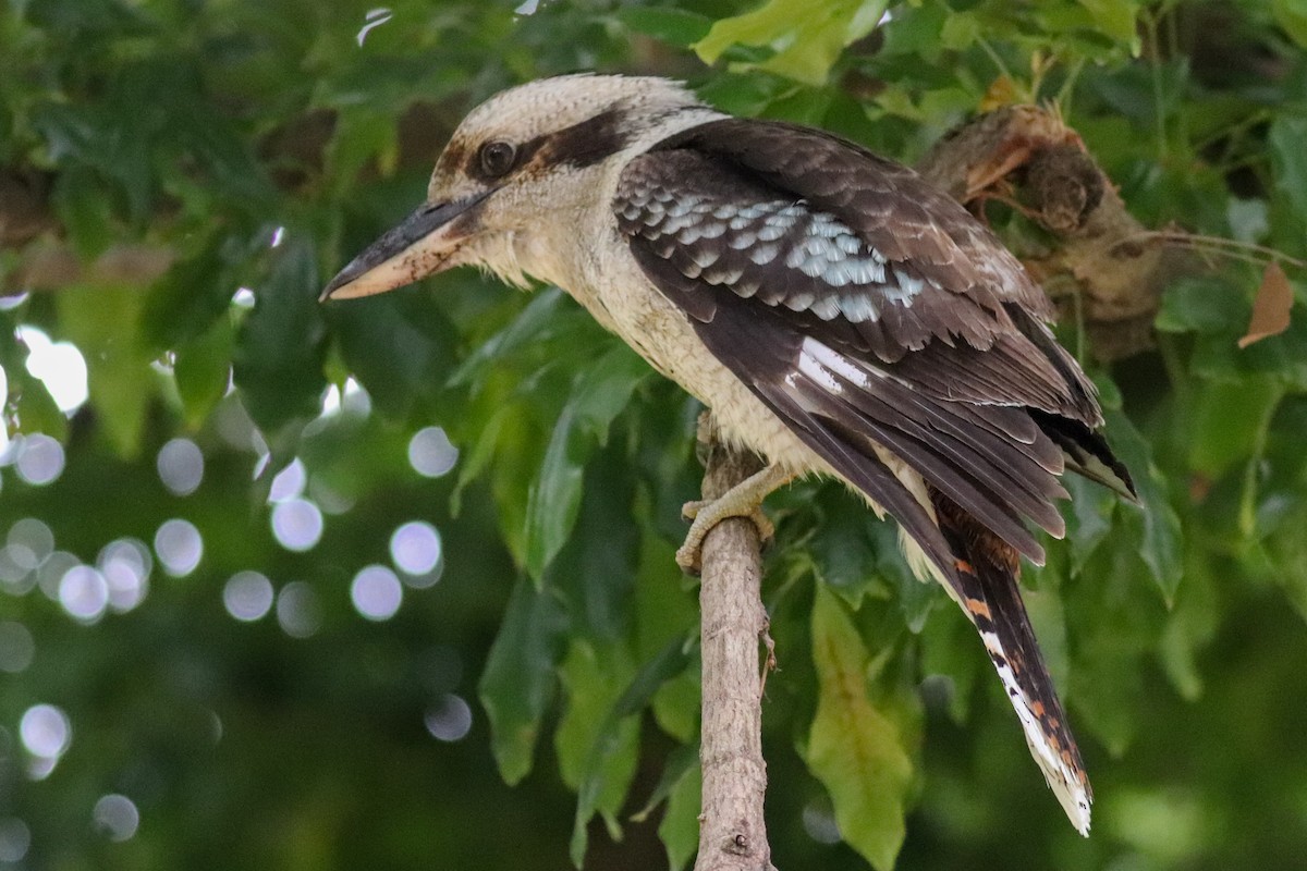 Laughing Kookaburra - ML243051311