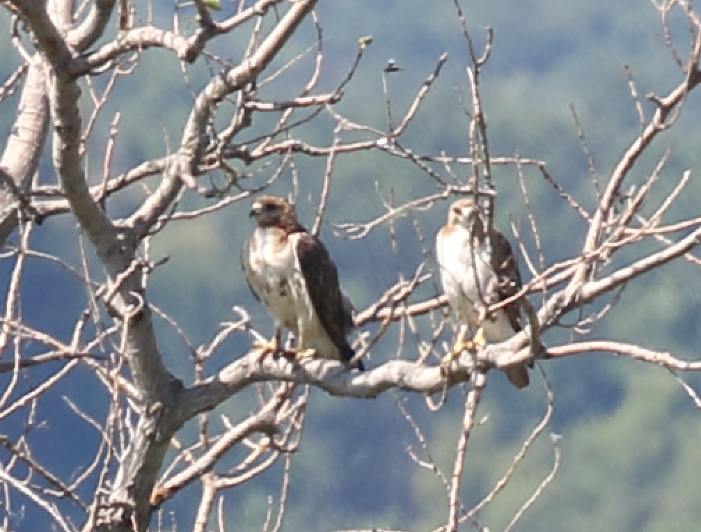 Red-tailed Hawk - ML243051331