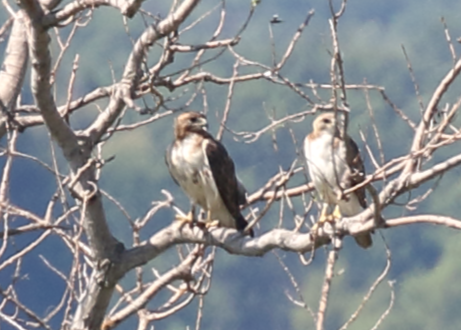 Red-tailed Hawk - ML243051361