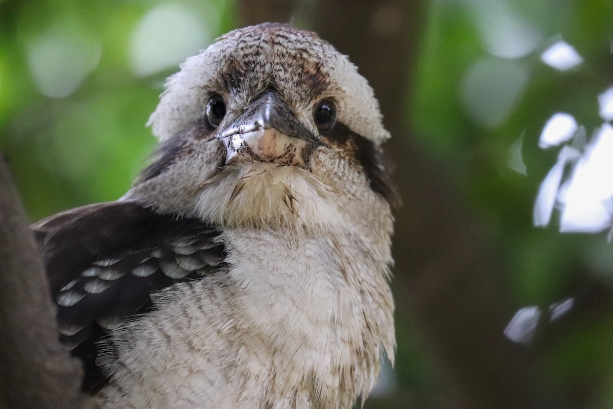 Laughing Kookaburra - ML243051401