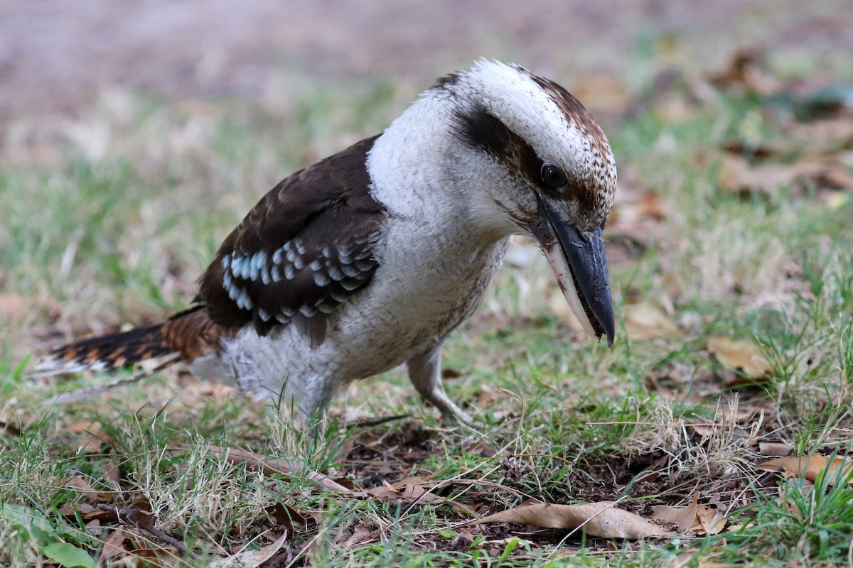 Laughing Kookaburra - Christine Mason